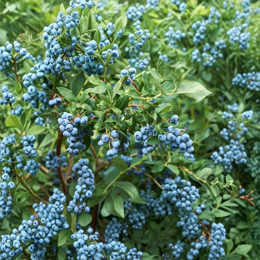 Misty Blueberry – Vaccinium ‘Misty’ Live Starter Plant | 1 Foot Tall | Ships in 6 Inch Pot  Sweet Early Berries | Low Chill Variety | Container Friendly