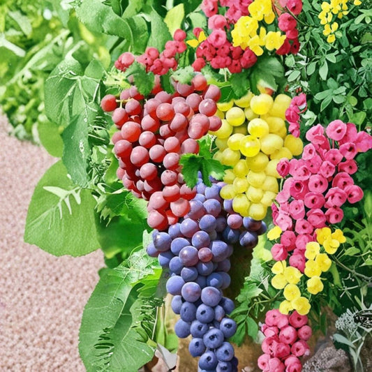 Mixed Grape Cuttings – Vitis vinifera Live Plant | 15 Unrooted Cuttings (Pink Blue Yellow) | Hardy Resistant Varieties | Backyard Vineyard Starter
