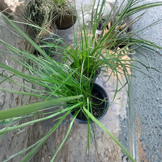 Lomandra longifolia ‘Breeze’ – Lomandra ‘Breeze’ Live Plant | 4–8 Inches Tall | Ships in 6" Pot  Low Maintenance Accent | Great Ground Cover | Part Sun to Full Shade