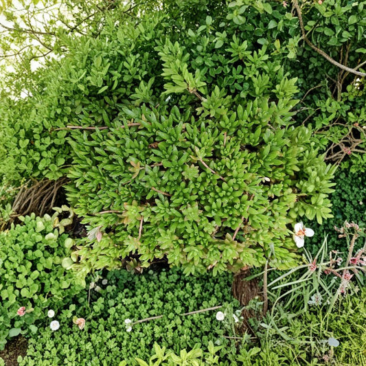 Sedum Sarmentosum Cuttings – 70 Pack Live Plants | Creeping Sedum Ground Cover | Fast Growing Perennial | Drought Tolerant | Easy to Grow