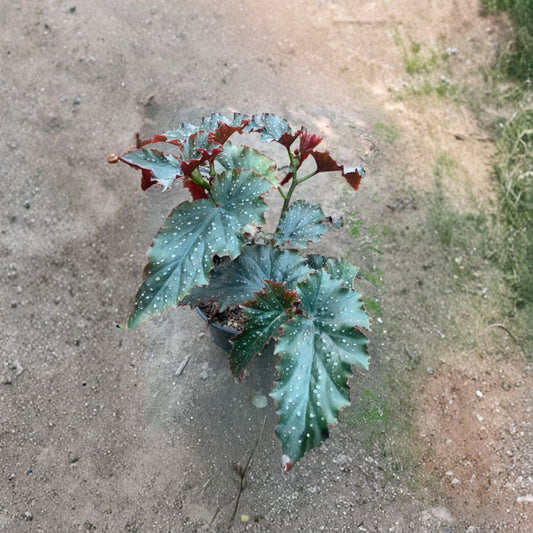 Begonia ‘Fannie Moser’ – Angel Wing Begonia Live Plant | 1 Foot Tall | Ships in 1 Gallon Pot  Spotted Foliage | Soft Pink Blooms | Shade Friendly Ornamental