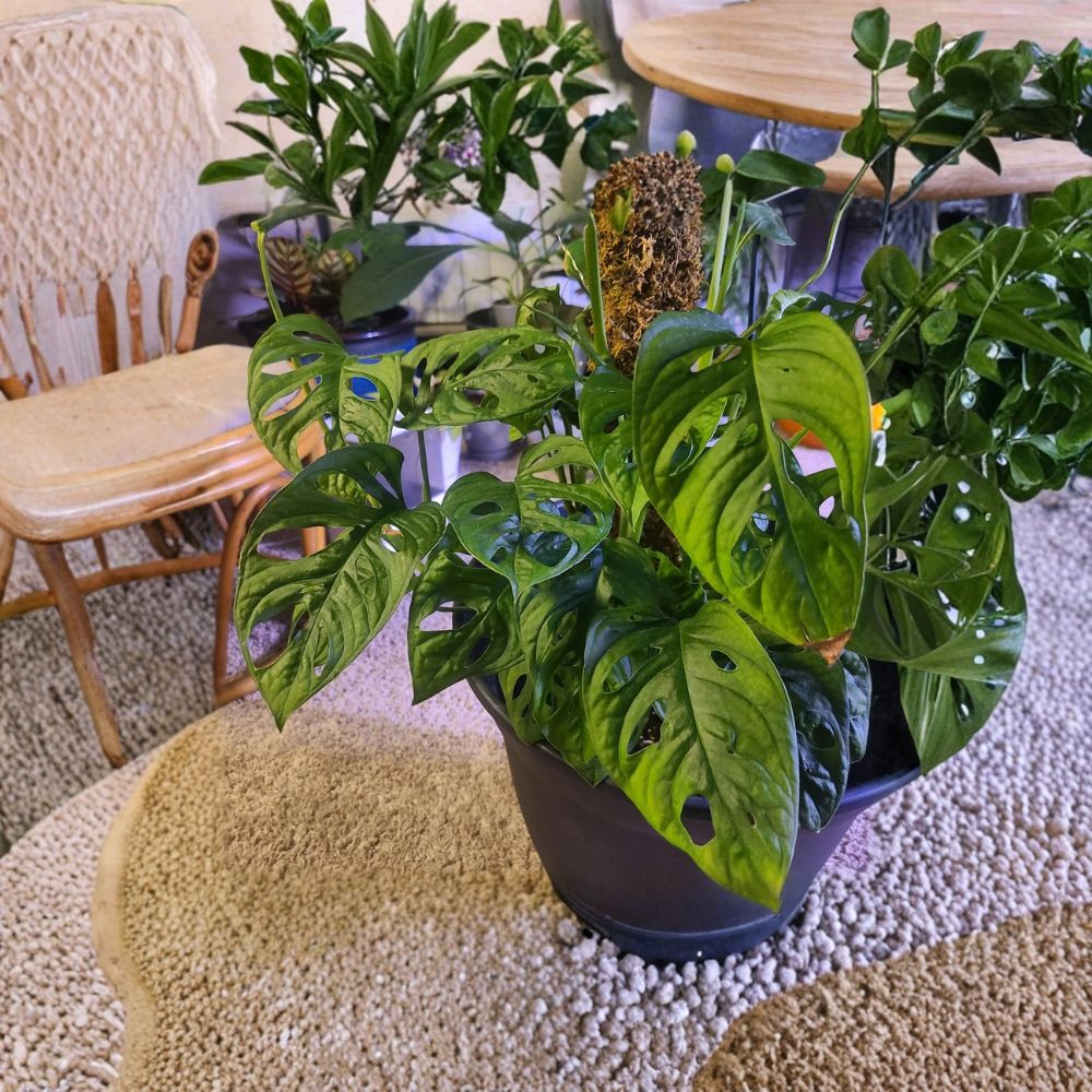 Monstera Adansonii Plant – Swiss Cheese Plant Rooted Cutting | 2–3 Leaves Live Houseplant | Indoor Tropical Vine | Easy Care Starter