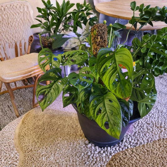 Monstera Adansonii Plant – Swiss Cheese Plant Rooted Cutting | 2–3 Leaves Live Houseplant | Indoor Tropical Vine | Easy Care Starter