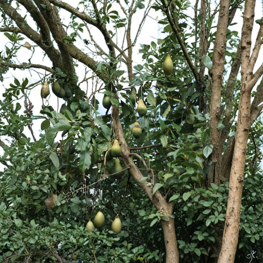 Pinkerton Avocado Tree – Persea americana Live Grafted Tree | 1 Foot Tall | Ships in Plastic Bag  High-Yield Variety | Rich Buttery Flavor | Backyard Orchard Favorite