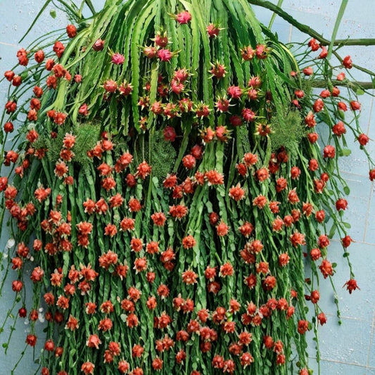 Dragon Fruit Cuttings – Hylocereus spp. Live Plant | 2 Unrooted Cuttings 8–12 Inch | Fast Growing Climbing Cactus | Tropical Fruit Starter