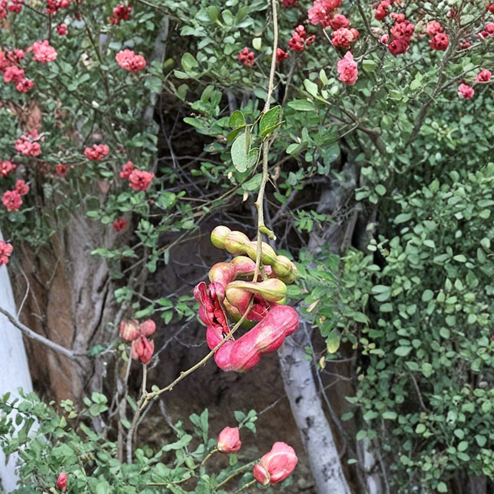 Guamuchil – Pithecellobium dulce Live Plant | 1 Foot Tall | Ships in 6" Pot  Sweet Edible Pods | Hardy Shade Tree | Multi-Use Tropical Species