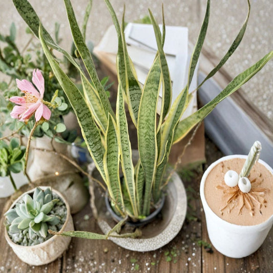 Sansevieria Laurentii Cuttings – Variegated Snake Plant | 4 Pack 4–6 Inch Leaf Cuttings | Hawaii Grown | Indoor Air Purifying Plant | Easy to Grow