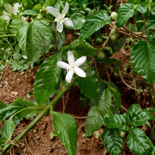 Arabica Coffee Plant – Coffea arabica Live Houseplant | 4 Inches Tall | Ships in 3 Inch Pot  Grow Your Own Coffee | Glossy Green Foliage | Easy Care Indoor Plant