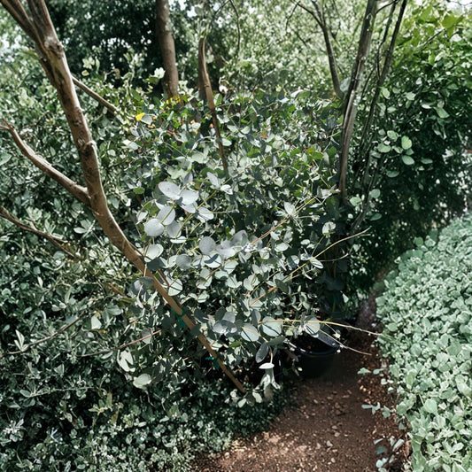 Eucalyptus ‘Silver Drop’ – Eucalyptus gunnii Live Plant | 1–2 Feet Tall | Ships in 3 Gallon Pot  Silvery Blue Foliage | Aromatic Leaves | Fast Growing Accent Tree