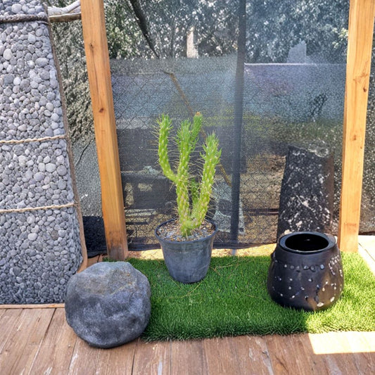 Eve’s Needle Cactus Cutting – Austrocylindropuntia subulata Live Plant | 6–10 Inch Fresh Cutting | Fast Growing Desert Cactus | Rare Succulent | Easy to Grow