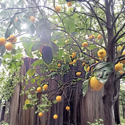 Meyer Lemon Cuttings – Citrus × meyeri Live Plant | 5 Unrooted Scions 4–6 Inch | Fragrant Citrus Tree | Grafting & Rooting Starter