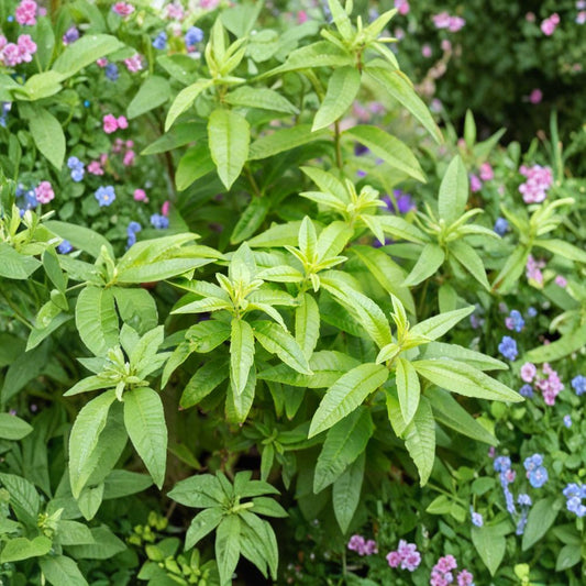 Lemon Verbena – Aloysia triphylla (Aloysia citriodora) Live Fragrant Herb | Ships in 6 Inch Pot | Aromatic Lemon Scent  Sweet Citrus Fragrance | Culinary & Tea Herb | Patio Friendly Plant