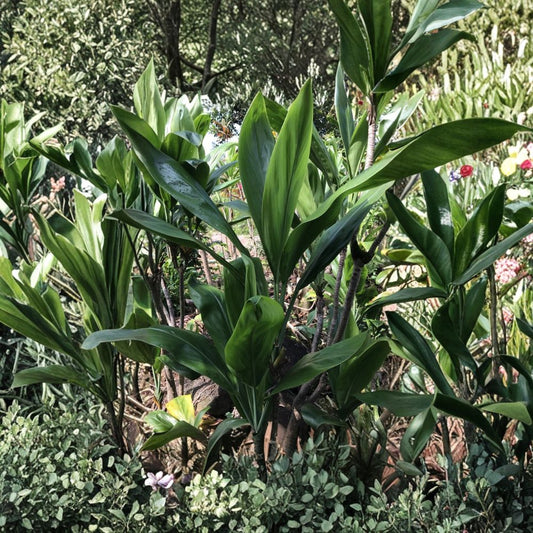 Hawaiian Ti Plant Cuttings – Cordyline fruticosa Live Logs | 25 Unrooted 6 Inch Cuttings | Tropical Green Ti Leaf | Easy Propagation Starter