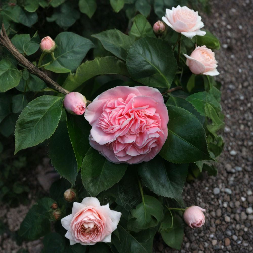Camellia ‘Debutante’ – Camellia japonica Live Plant | 1 Foot Tall | Ships in 6" Pot  Soft Pink Blooms | Evergreen Shrub | Partial Sun Favorite