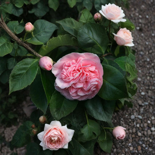 Camellia ‘Debutante’ – Camellia japonica Live Plant | 1 Foot Tall | Ships in 6" Pot  Soft Pink Blooms | Evergreen Shrub | Partial Sun Favorite