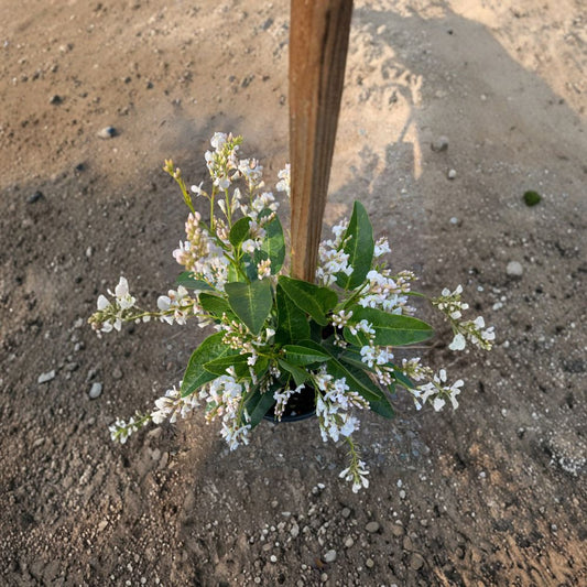 Hardenbergia Violacea ‘White Out’ – White Coral Pea Live Flowering Vine | 1 Foot Tall | Ships in 1 Gallon Pot  Pure White Blooms | Fast Growing Climber | Evergreen Landscape Vine
