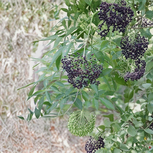 American Elderberry Cuttings – Sambucus canadensis Live Plant | 8 Unrooted Cuttings 4–7 Inch | Native Berry Shrub | Edible & Pollinator Friendly