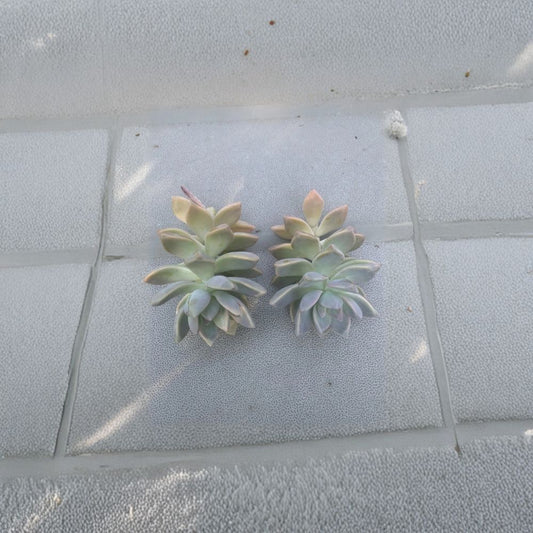 Ghost Plant Cuttings – Echeveria (Graptopetalum) Live Plant | 2 Pack Unrooted Succulent Cuttings | Easy Propagation | Indoor & Outdoor