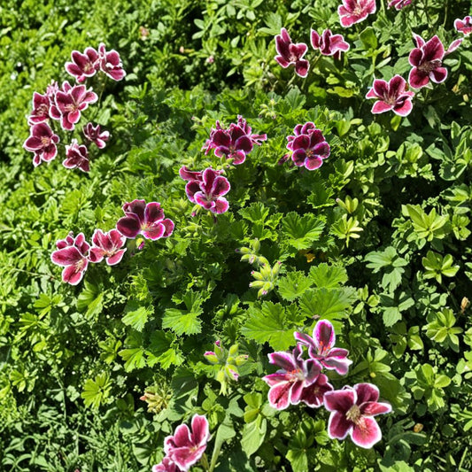 Elegance Imperial Geranium – Pelargonium spp. Live Flowering Plant | 1 Foot Tall | Ships in 6 Inch Pot  Bold Color Blooms | Evergreen Foliage | Patio & Container Favorite