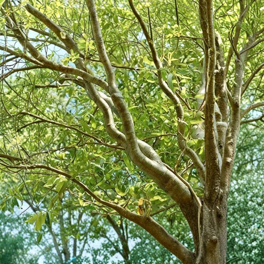Curly Corkscrew Willow Cuttings – Salix matsudana ‘Kelli’s Curly’ | 8 Unrooted Tree Cuttings | Fast Growing Ornamental Tree | Unique Twisted Branches