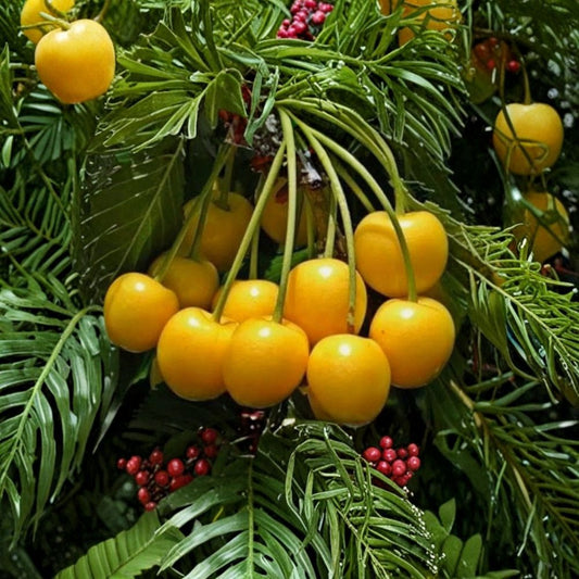 Yellow Cherry Cuttings – Donissens, Paula & Alexanders | 3 Pack Mixed Varieties | Fruit Tree Scion Wood | For Grafting or Rooting | Rare Collection