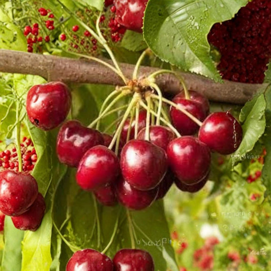 Royal Crimson Cherry – Prunus avium ‘Royal Crimson’ Live Grafted Tree | 3 Feet Tall | Ships in 3 Gallon Pot  Low Chill Sweet Cherry | Self-Fruitful | Early Harvest Variety