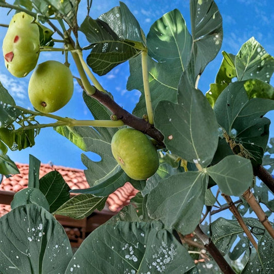 Green Turkish Fig Cuttings – 10 Unrooted Fig Tree Cuttings 6–8 Inch | Fruit Tree Propagation | Productive Fig Variety | Easy to Grow