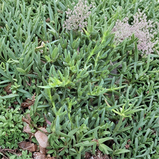 Ice Plant Cuttings – Delosperma spp. | 25 Unrooted Cuttings | Hardy Ground Cover | Purple Flowering Succulent | Fast Spreading
