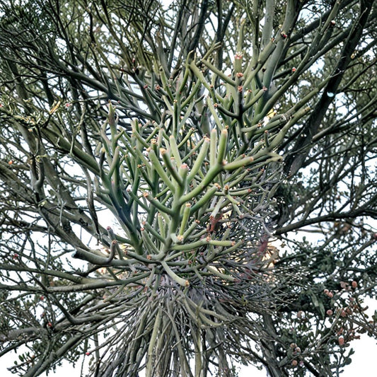 Euphorbia Fiherenensis Cuttings – 2 Unrooted 6–8 Inch | Rare Succulent Tree | Exotic Cactus-Like Plant | Easy Propagation