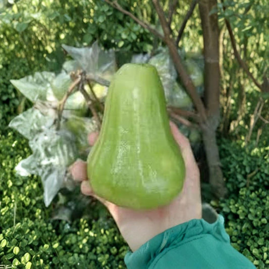 Mận An Thái Xanh – An Thái Wax Apple (Syzygium samarangense) Live Tropical Fruit Tree | 1–2 Feet Tall | Includes 3 Gallon Pot  Crisp Juicy Fruit | Fast Growing | Tropical Favorite