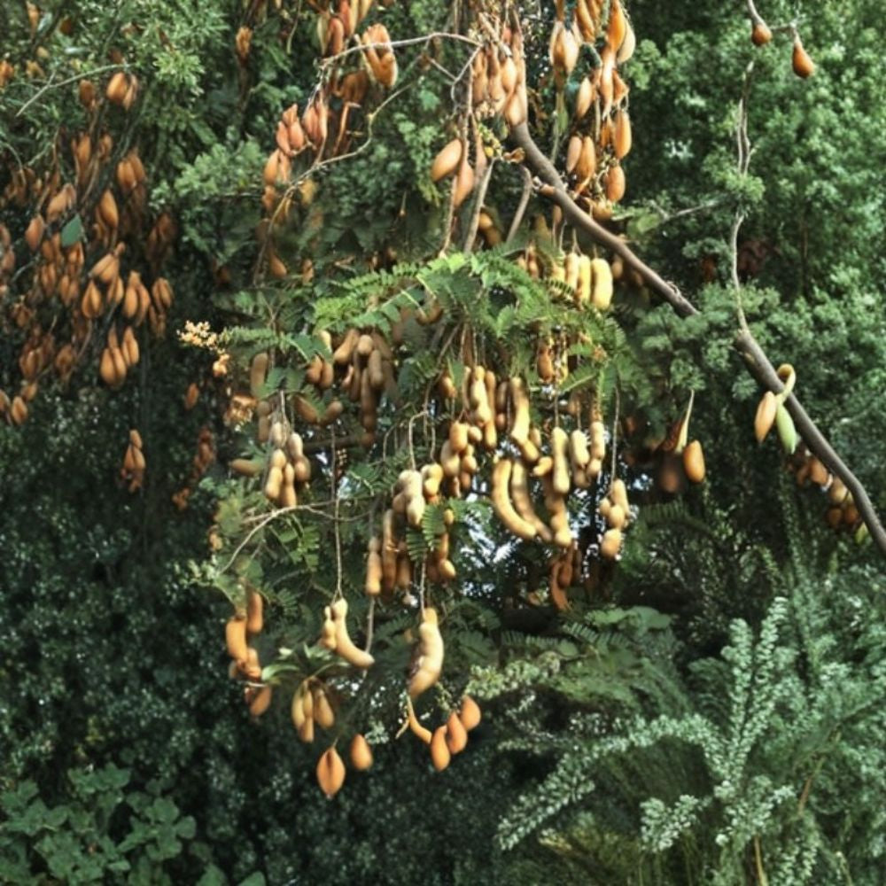 Thai Sweet Tamarind – Tamarindus indica Live Tropical Tree | 2–3 Feet Tall | Ships in 3 Gallon Pot  Sweet Edible Pods | Culinary Favorite | Exotic Backyard Tree