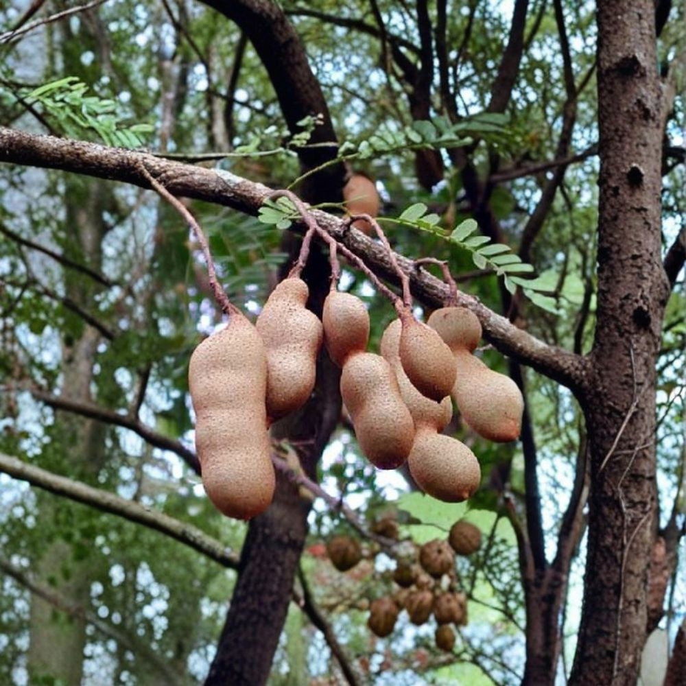 Thai Sweet Tamarind – Tamarindus indica Live Plant | 1–2 Feet Tall | Ships in 6 Inch Pot  Sweet Tropical Fruit | Edible Pods | Exotic Landscape Tree