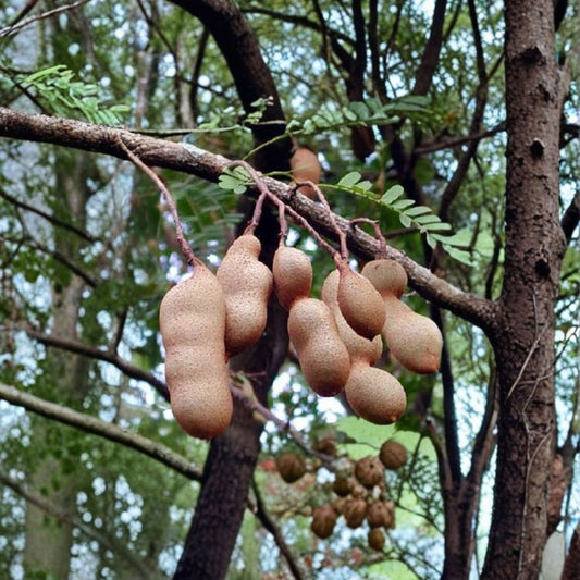 Thai Sweet Tamarind – Tamarindus indica Live Plant | 1–2 Feet Tall | Ships in 6 Inch Pot  Sweet Tropical Fruit | Edible Pods | Exotic Landscape Tree