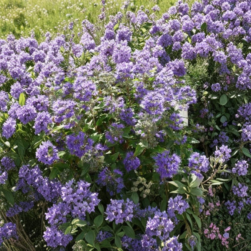 Caryopteris ‘Grand Bleu’ – Bluebeard Live Starter Plant | 3–4 Inches Tall | Deep Blue Flowering Shrub | Fragrant Pollinator Plant | Late Summer Blooms