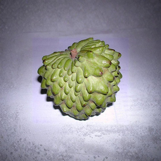 Geffner Atemoya Tree – Annona ‘Geffner’ Live Fruit Tree | 1–2 Feet Tall | Includes 6" Pot  Tropical Sugar Apple Hybrid | Sweet Creamy Fruit | Self-Pollinating