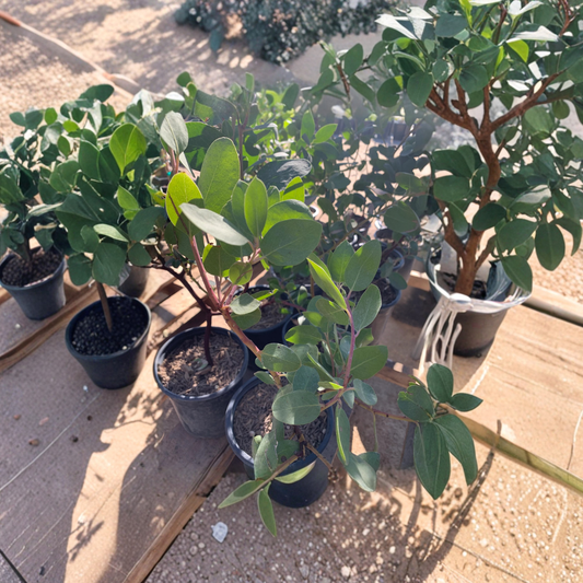 Dr. Hurd Manzanita – Arctostaphylos manzanita ‘Dr. Hurd’ Live Evergreen Shrub | 1–2 Feet Tall | Shipped in 1 Gallon Pot  Red Mahogany Bark | Pollinator Friendly | Drought Tolerant Native