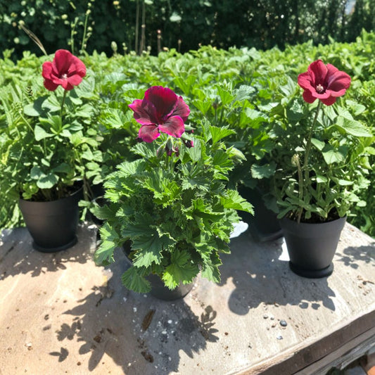 Elegance Burgundy Geranium – Pelargonium spp. Live Flowering Plant | 1 Foot Tall | Ships in 6 Inch Pot  Deep Burgundy Blooms | Evergreen Foliage | Patio & Container Favorite