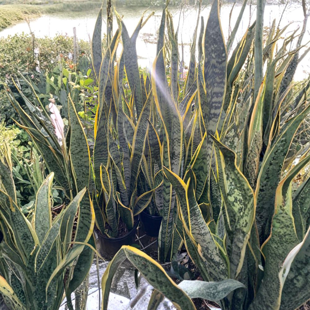 Variegated Snake Plant – Sansevieria trifasciata Live Plant | 2 Feet Tall | Ships in 3 Gallon Pot  Air-Purifying Houseplant | Low Maintenance | Upright Modern Accent