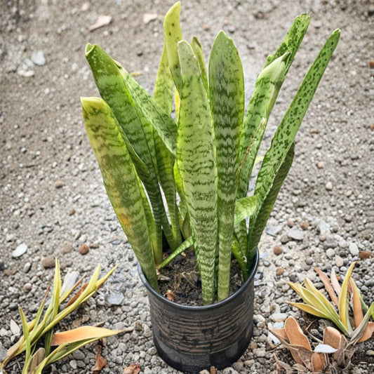 Snake Plant Cuttings – Sansevieria Zeylanica Live Plant | 10 Pack 6 Inch Leaf Cuttings | Hawaii Grown Bulk Propagation | Easy Indoor Plant