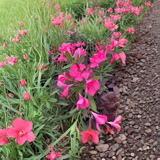 Nerium Oleander ‘Hardy Pink’ – Nerium oleander Live Plant | 1–2 Feet Tall | Ships in 6" (1 Gallon) Pot  Bright Pink Blooms | Heat & Drought Tolerant | Full Sun Shrub