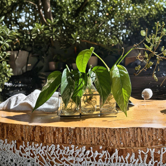 Epipremnum Pinnatum Albo Cutting – Rare Variegated Pothos | 1 Leaf Node Rooted Cutting | White Variegation Aroid | Indoor Climbing Plant