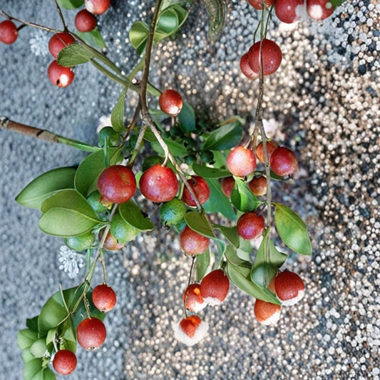 Strawberry Guava – Psidium cattleianum Live Fruit Plant | 1–2 Feet Tall | Ships in 3 Gallon Pot  Sweet Tropical Flavor | Evergreen Shrub | Backyard Orchard Favorite