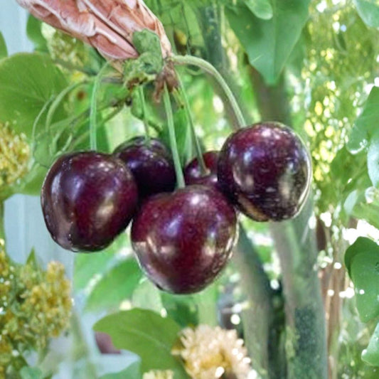 Stella Cherry – Prunus avium ‘Stella’ Live Fruit Tree | 2–3 Feet Tall | Ships in 3 Gallon Pot  Self-Fertile Sweet Cherry | Compact Size | Award-Winning Variety