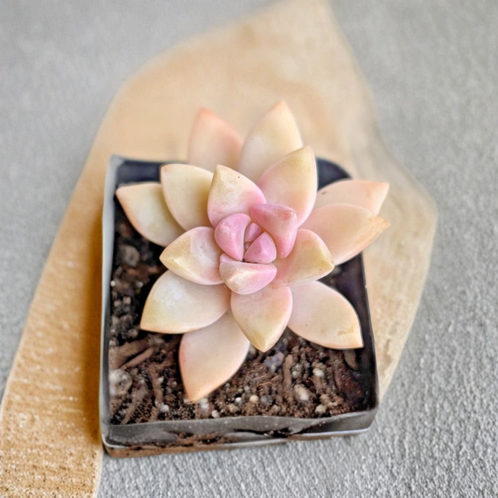 Pink Ghost Plant – Graptopetalum paraguayense Live Succulent | 2 Inch Potted Plant | Blushing Pink Succulent | Easy Care Indoor Plant