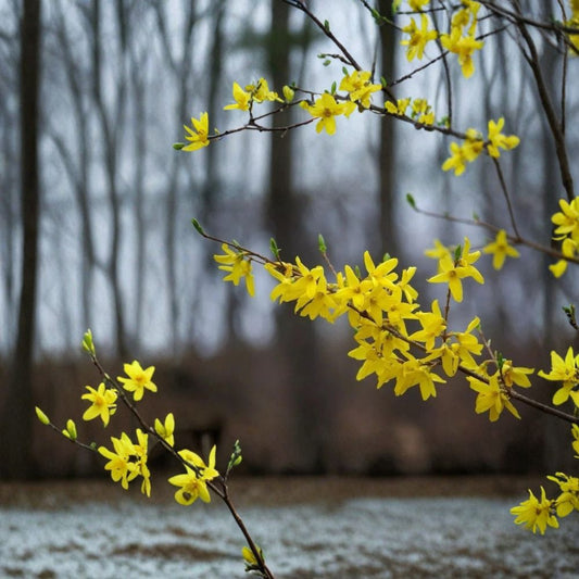 Forsythia Cuttings – 12 Pack Live Plant | 6–8 Inch Fresh Unrooted Cuttings | Fast Growing Flowering Shrub | Yellow Spring Blooms | Easy to Root