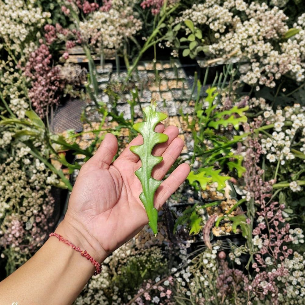 Zig Zag Cactus Cutting – Fishbone Cactus Epiphyllum anguliger | Unrooted Live Cutting | Ric Rac Cactus | Easy Indoor Hanging Plant