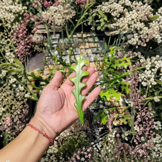 Zig Zag Cactus Cutting – Fishbone Cactus Epiphyllum anguliger | Unrooted Live Cutting | Ric Rac Cactus | Easy Indoor Hanging Plant