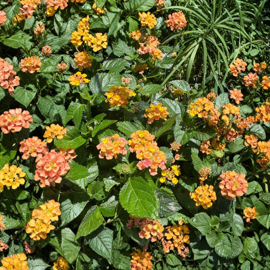Lantana ‘Bandana Rose Improved’ – Lantana camara Live Plant | Ships in 6" (1 Gallon) Pot  Bright Rose Blooms | Heat & Drought Tolerant | Full Sun Performer