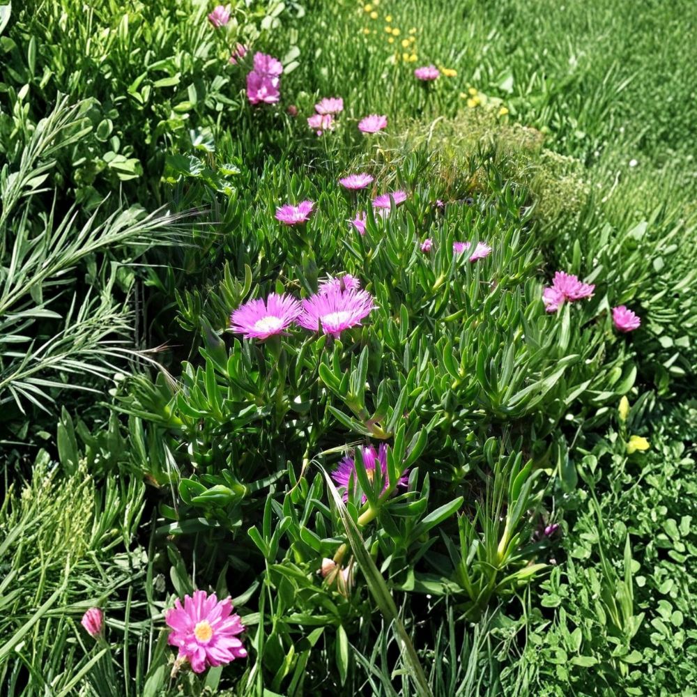 Ice Plant Cuttings – Delosperma Live Succulent | 6 Unrooted Cuttings 4–7 Inch | Purple Pink Ground Cover | Drought Tolerant Garden Plant