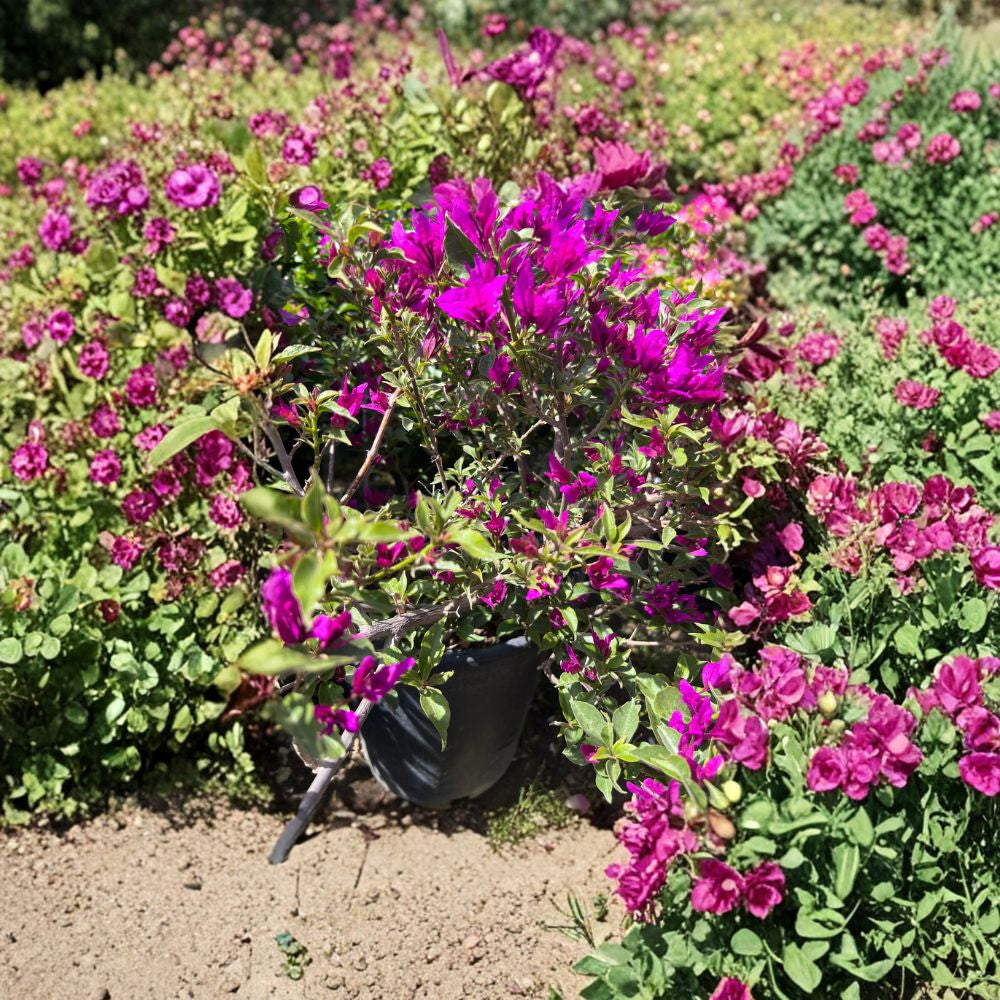 Purple Bougainvillea Bush – Bougainvillea hybrid Live Plant | 1–2 Feet Tall | Ships in 3 Gallon Pot  Vibrant Purple Blooms | Evergreen Flowering Shrub | Full Sun Lover